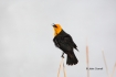 Blackbird;One;Xanthocephalus-xanthocephalus;Yellow-headed-Blackbird;avifauna;bir